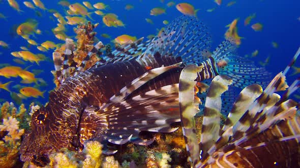 Red Sea Lion-Fish