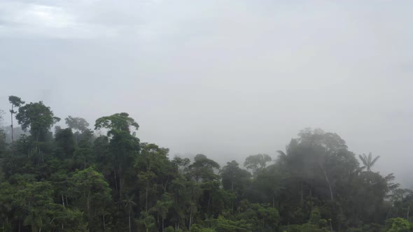 Aerial view flying through a dense fog into the tree canopy of a tropical forest