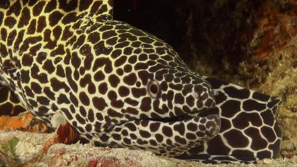 Honeycomb moray eel resting close up to the camera on tropical coral reef