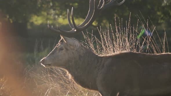 Close up profile tracking shot of Stag in Richmond park with cyclist in the background slow motion