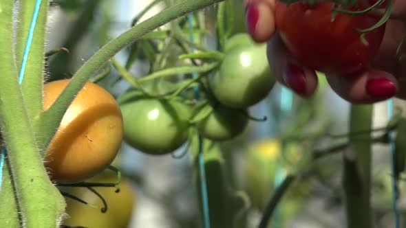 Harvest Time For Tomatoes