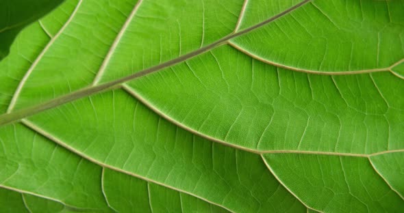 Macro Close Up Shot of a Vibrant Green Leaf