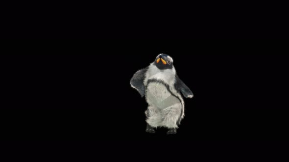 Penguin Dancing 4K