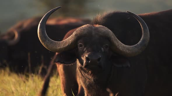 Buffalo close up with flies at sunset. African wildlife, shot in Kenya