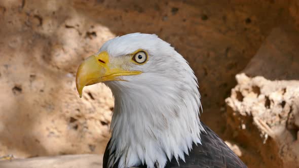 Bald Eagle Close-up