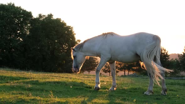 Slow Motion Beautiful White Horse Grazing on a Green Meadow in Sunny Weather