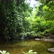Green trees spring waterfall rain forest. - VideoHive Item for Sale