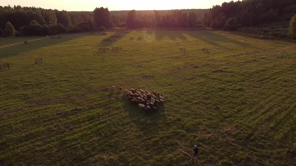 Sheep Getting Herded By Working Dog Boeder Collie Birds Eye View