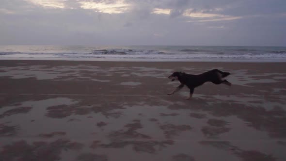 Slowmotion of a dog running freely on the beach with a sunset in the background
