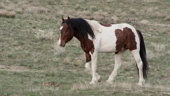 Panning view of wild horse slowly walking.