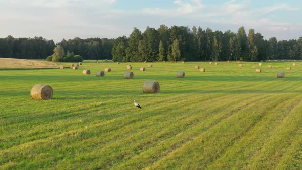 Hay Roll Field and White Stork