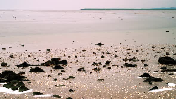migratory waterbirds  Wadden Sea intertidal meander outflow Sehaal Striep SLOW