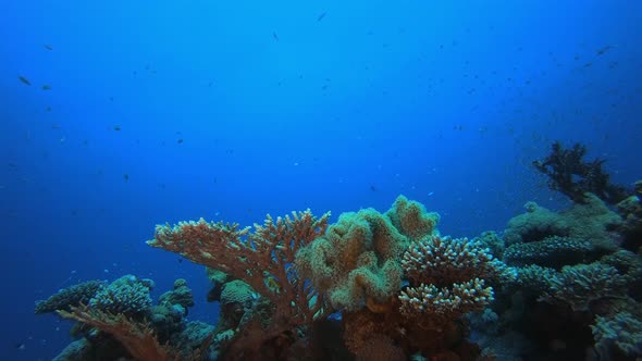 Underwater Tropical Ambience