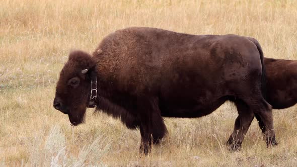 Bison in Yellowstone National Park