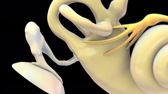 3D Human Ear Anatomy System