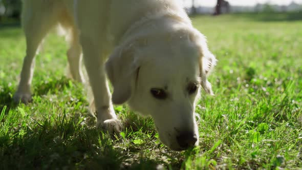 Closeup Adult Golden Retriever Smelling Grass Searching in Sunny Park