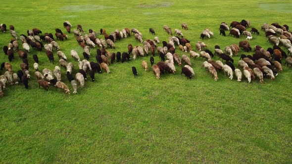 Aerial View at the Sheeps Herd