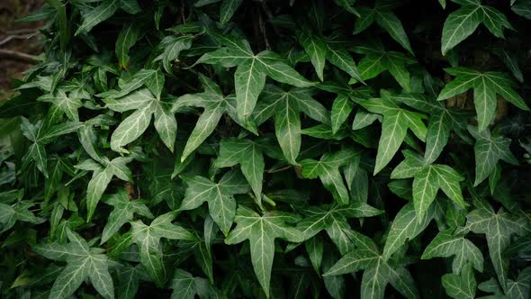 Moving Slowly Past Dense Ivy