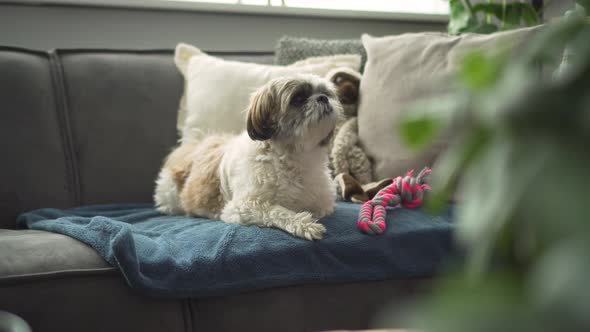 Boomer dog sitting on living room sofa, jumps off, medium shot