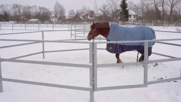 Brown Horse in a Blue Blanket Outside in a Paddock in Winter