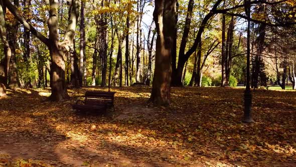 Aerial drone view of a flying in the autumn park. Shooting park benches.