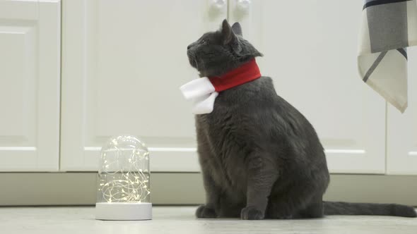 Gray Cat Dressed in a Red White Christmas Scarf Sitting on Floor Domestic Adult Cat Near Festive