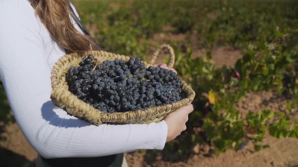 Young girl carrying a basket of bunches of red grapes during the grape harvest, tracking shot.