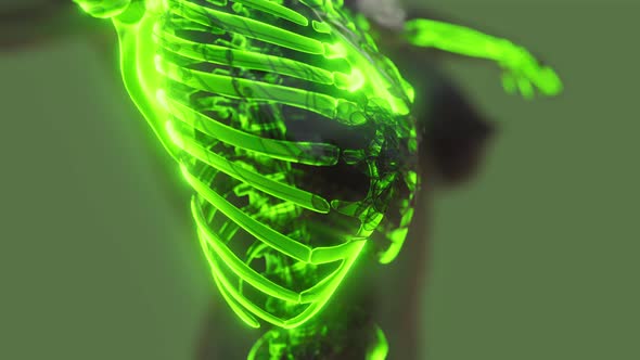 Visible Illustrated Human Skeleton Bones alt