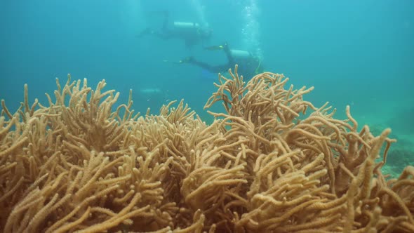 Scuba Divers Underwater