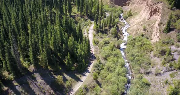 View of the Forest and Gorge From Above.