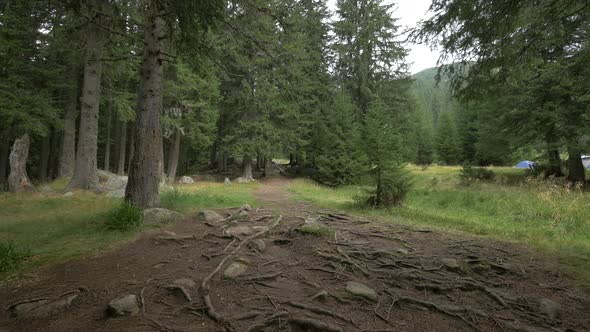 Path in A Coniferous Forest 