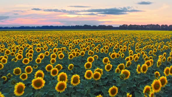 Sunflower Fields Aerial Sunset Farm Agronomy Flowers Floar Nature