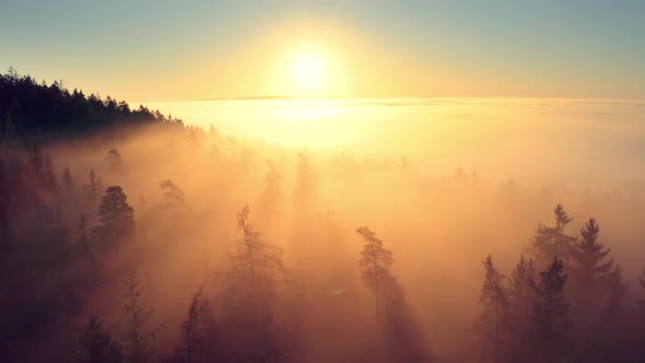 Epic aerial drone shot of a foggy, moody and misty autumn morning forest with sunrays at sunrise