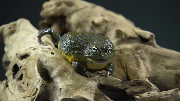 Cyclorana Toad-water Pot Frog Sitting on Wooden Snag in Black Background. Close Up