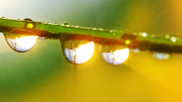 drops of dew on a green grass