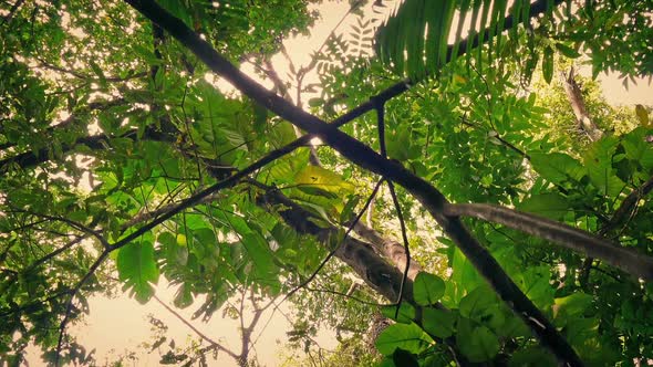 Flying Under Tropical Canopy At Sunset