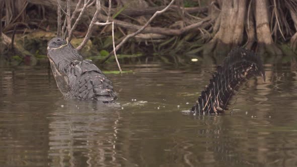 Gator bellows and growls in slow motion with tail swaying as water dances on back in South Florida E
