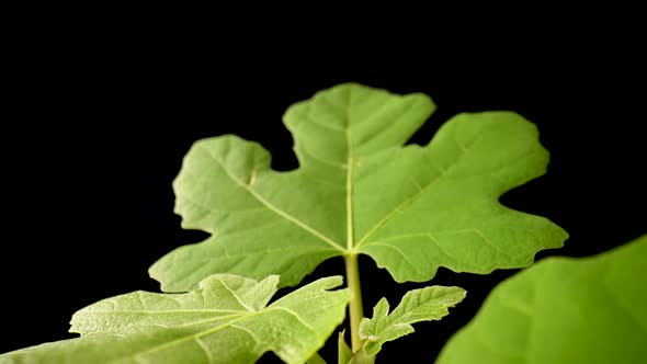 Camera Pans Over Green Leafs on Black Background