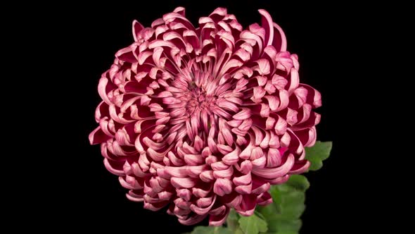 Beautiful Pink Chrysanthemum Flower Opening