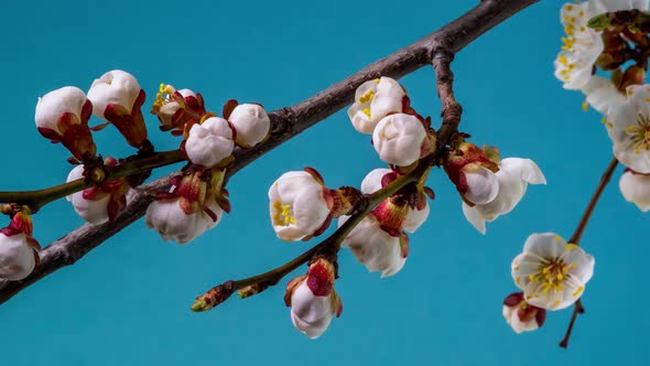 White Flowers Bloom on a Tree Branch