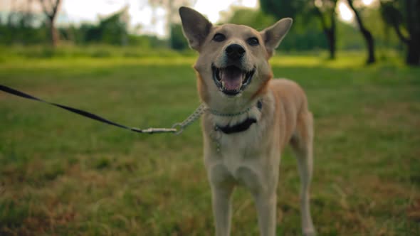 Portrait of a Mongrel Dog. Only a Dog on a Leash in the Park In the Frame