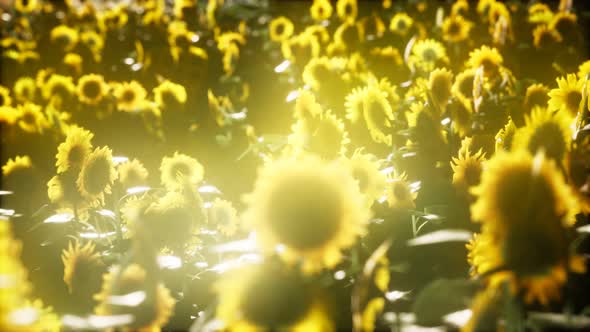 Sunflowers Blooming in Late Summer