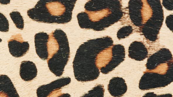 Leopard Ponyhair Fur Leather Closeup Production of Handmade Accessories Made of Genuine or