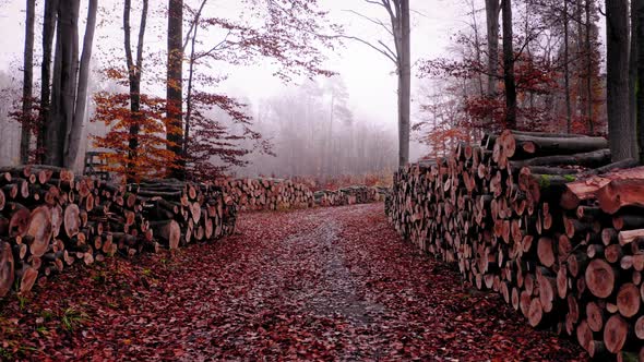 Cutting trees in foggy forest. Deforestation. Aerial view of wildlife