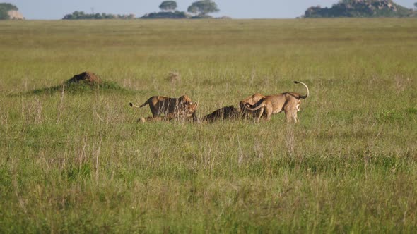 Pride Of Lions Eating Caught Prey In The African Savanna Wildlife Of Reservation
