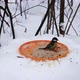 great tit in snow - VideoHive Item for Sale