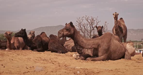 Camels at Pushkar Mela Camel Fair Festival in Field Eating Chewing