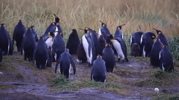 Royal Penguins On Tierra Del Fuego In Chile