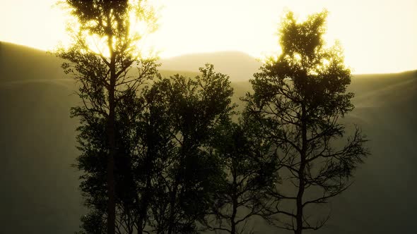 Carpatian Mountains Fog and Mist at the Pine Forest