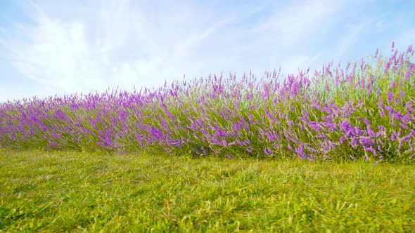 Purple Lavender Blooms Among Green Nature